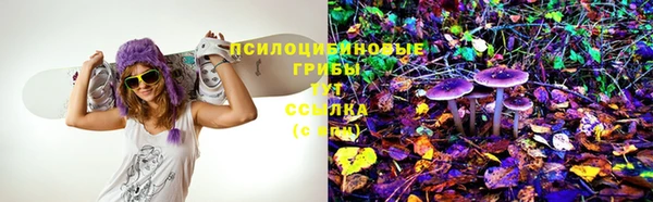 прущие грибы Михайлов